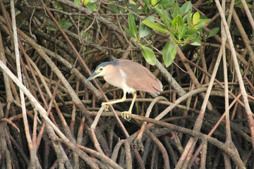 Rufous night heron in Australasia