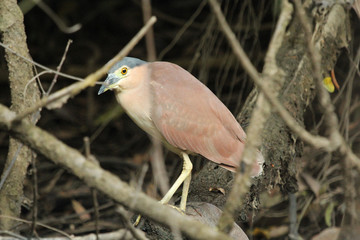 Rufous night heron in Australasia