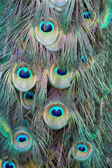 up close colorful peacock feathers