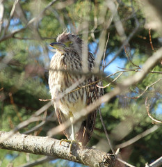 Rufous night heron in Australasia