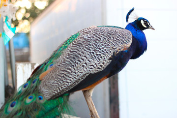 beautiful colorful peacock