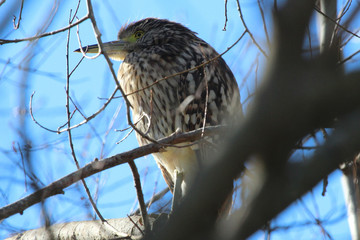 Rufous night heron in Australasia