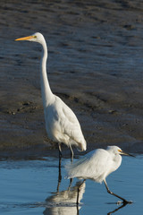 Little egret in Australasia
