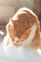 cat licking paw in sunlight