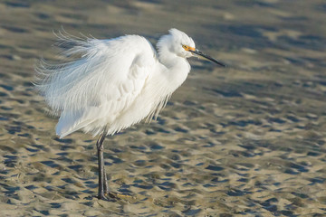 Little Egret in Australasia