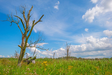 Trees in a green grassy flowery field below a blue cloudy sky in summer