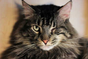 one eyed brown striped cat