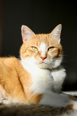 orange cat in sunlight