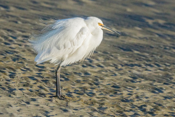 Little Egret in Australasia