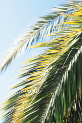 natural palm frond