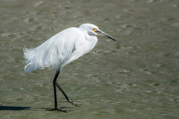 Little Egret in Australasia