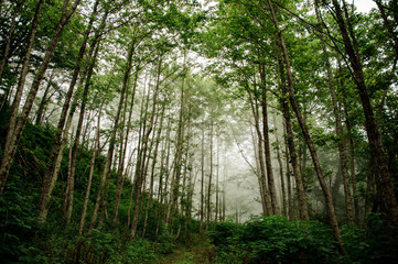 Landscape of the green thin tall tree trunks forest with the fog in the far