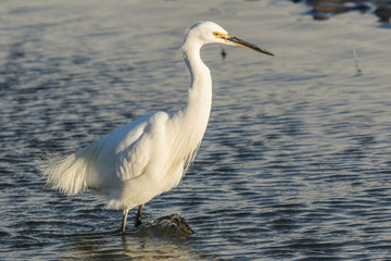 Little Egret in Australasia