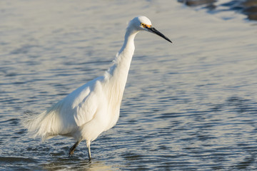 Little Egret in Australasia