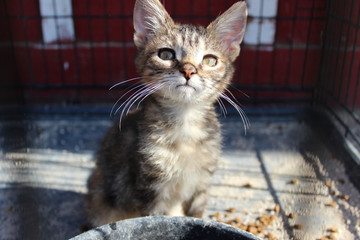curious kitten in cage
