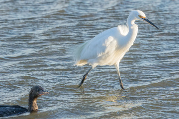 Little Egret in Australasia