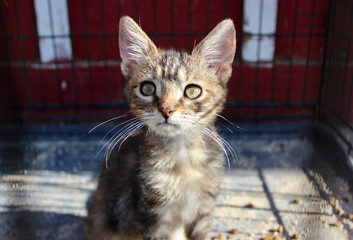 alert kitten in cage