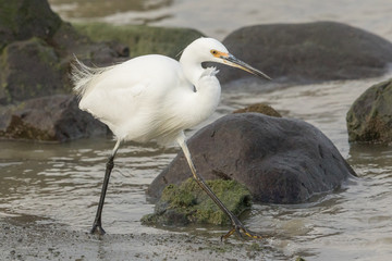 Little Egret in Australasia