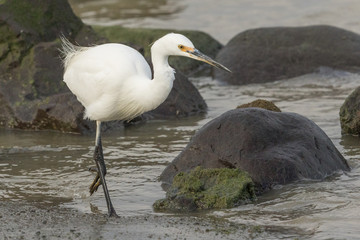 Little Egret in Australasia