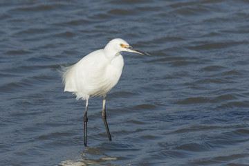 Little Egret in Australasia