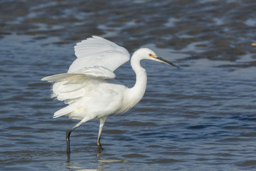 Little Egret in Australasia