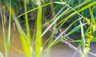 Swallows along the edge of a lake with reed in summer