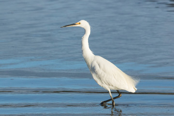 Little Egret in Australasia