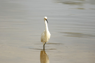 Little Egret in Australasia