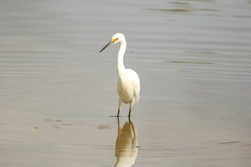 Little Egret in Australasia