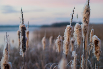 reeds in hoarfrost