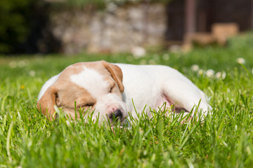 Cute small puppy dog napping in the grass.