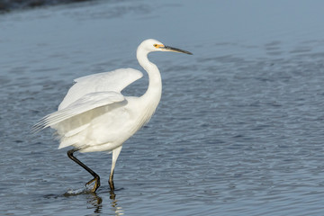 Little Egret in Australasia