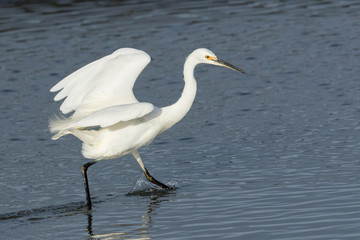 Little Egret in Australasia