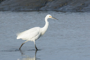 Little Egret in Australasia
