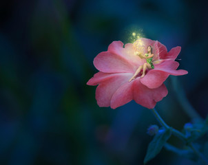 Fairy on the pink flower going magic