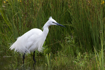 Little Egret in Australasia