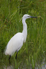 Little Egret in Australasia