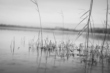 from ice...(black and white)