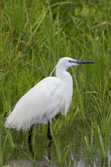 Little Egret in Australasia