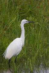 Little Egret in Australasia