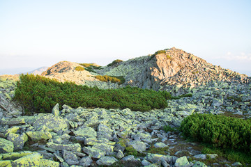 scree of big green stones on top of a mountain, covered with alpine pine in the sunset light