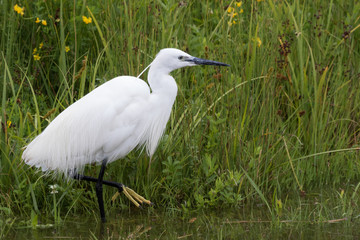 Little Egret in Australasia