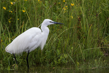 Little Egret in Australasia