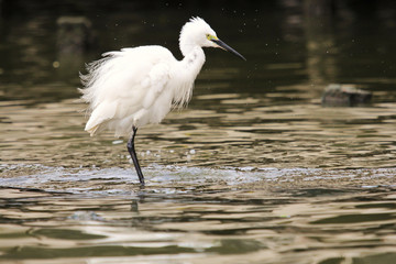Little Egret in Australasia