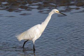 Little egret in Australasia