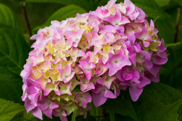 Inflorescence hydrangea garden. Beautiful hortensia flowers.