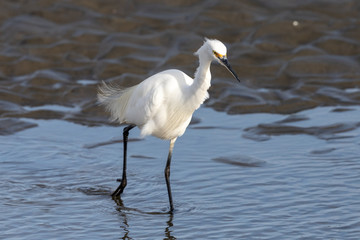 Little egret in Australasia