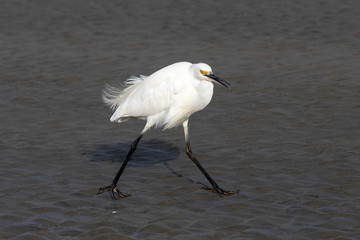 Little egret in Australasia