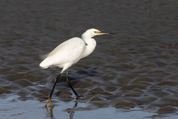 Little egret in Australasia