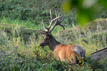 beautiful deer in the reserve in Belarus